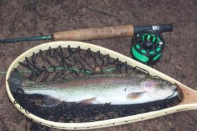 Clark Creek Trout