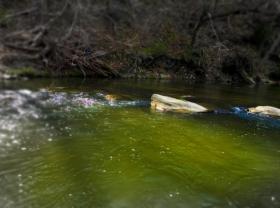 Pine Creek