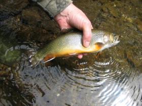 big NW PA brookie