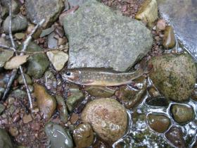   Sullivan County jewel
