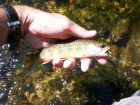 2009 TROUT SEASON 076.jpg