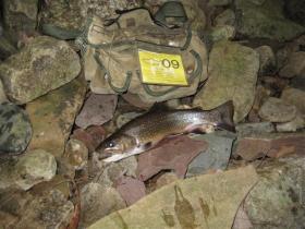  Carbon Co nativen brookie 