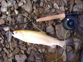 Surface Golden