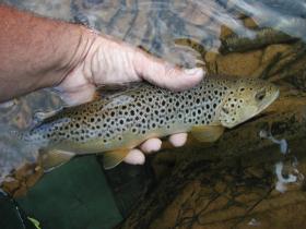Brown Trout