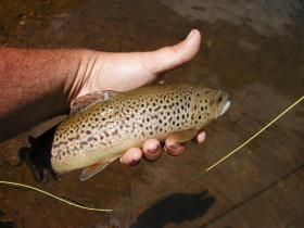 Another Brown