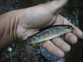 Wild Brown
