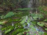 GREEN CURRENTS