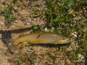 WILD BROWN