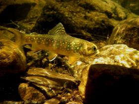 Native Brookie