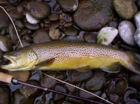 Wild Brown on Stocked Water