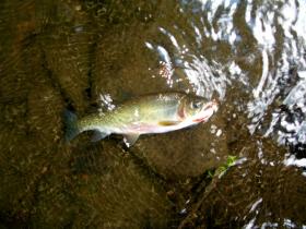 Large North Branch Cutt