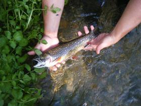 Another Big Spring Beauty
