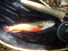 another brookie :) nice colors male