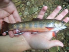 a friend's brookie  :)