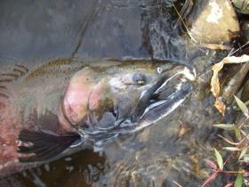 not a brookie  :)