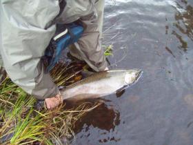 Another coho