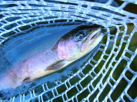 Manatawny Rainbow
