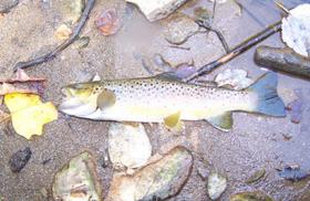 14" Wild Brown