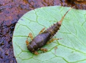 Nymph