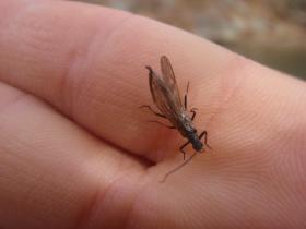 March Stonefly?