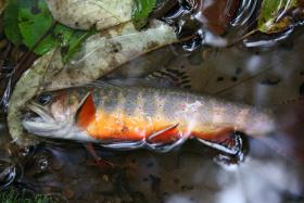 Autumn Brookie