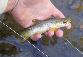 6-7" wild Brown