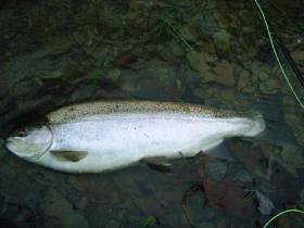 Nice Silver!