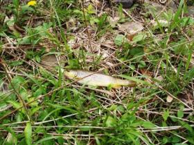 Wild Brosn