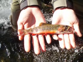 Fall Brook Trout