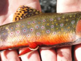  Brook Trout are Beautiful