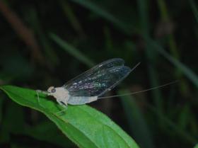 Fall White Fly Spinner