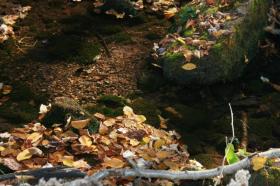 Can you find the Brookie?