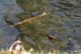 Rise of the Brown Trout