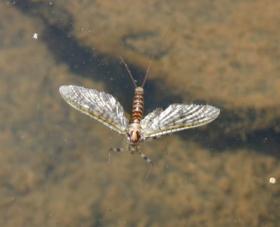Name this Mayfly...