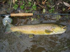 Spring Creek Brown