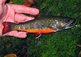 My most colorful brookie 