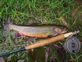 Central PA Brookie