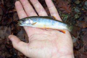 Trout Run Brookie 2
