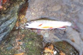 Trout Run Brookie 3
