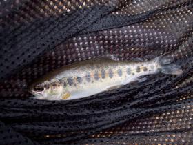 wild freestone bows