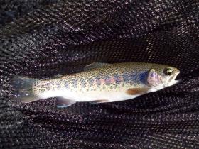 bigger freestone bow