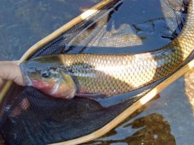 Penns Creek Carp