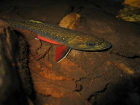 My Most Colorful Brookie, After Release (1)