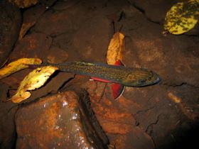 My Most Colorful Brookie, After Release (2)