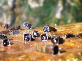 Cased Caddis