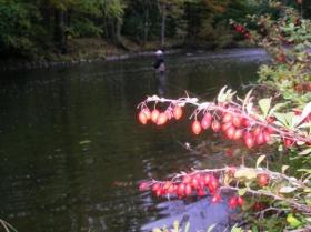 Penns in the fall