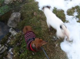 Doggie Day on Letort!