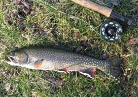 Big Spring Brookie
