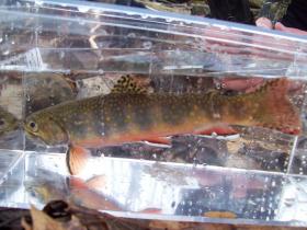 a winter brookie