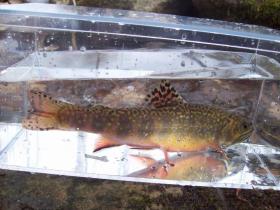another brookie